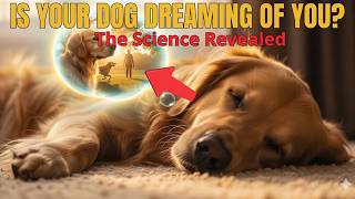 Do Dogs Dream of Their Owners? The Heartbreaking Truth