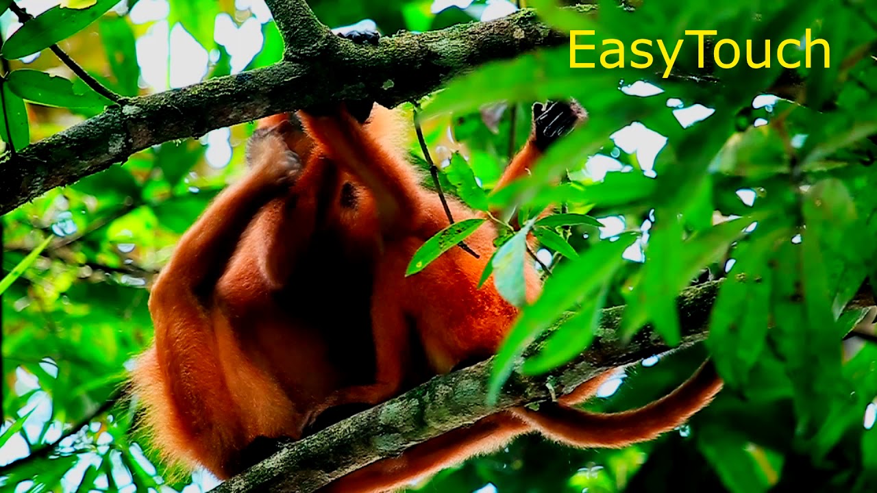 RED LEAF MONKEY BORNEO
