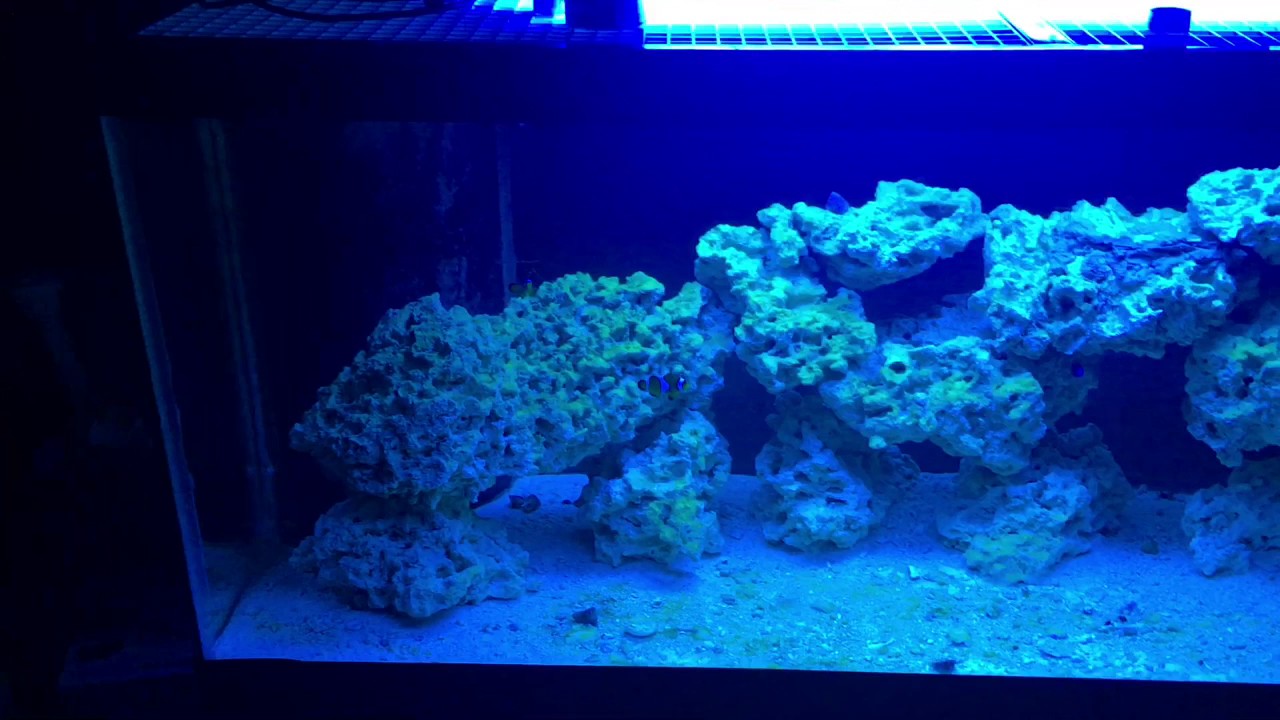 Rosco's reef 500 subscriber giveaway