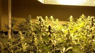 DJ Short's Blueberry Day 35 Flower