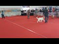 Golden Retriever Ring at petex India 2022 pet show #shorts #trending #reels #viral