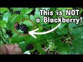 Its not a blackberry