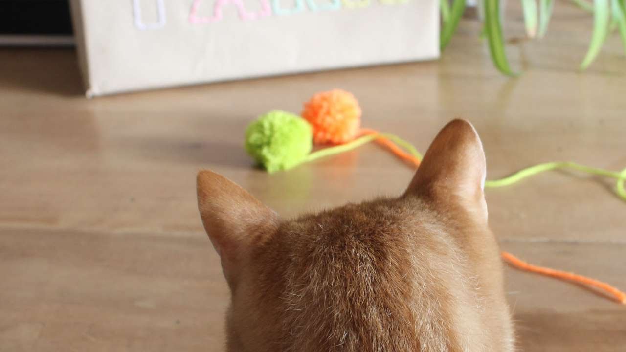 How To Make A Pom Pom Toy For Your Cat - DIY Crafts Tutorial - Guidecentral  - YouTube