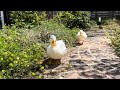かわいいムチムチのコールダックを眺める動画　Chubby Call Duck in a Garden.