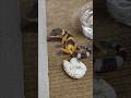 Stop scrolling! Still &amp; full watch this video#Socute#ReptileLife#LeopardGecko#Asmr#lzrd#Gecko#Short