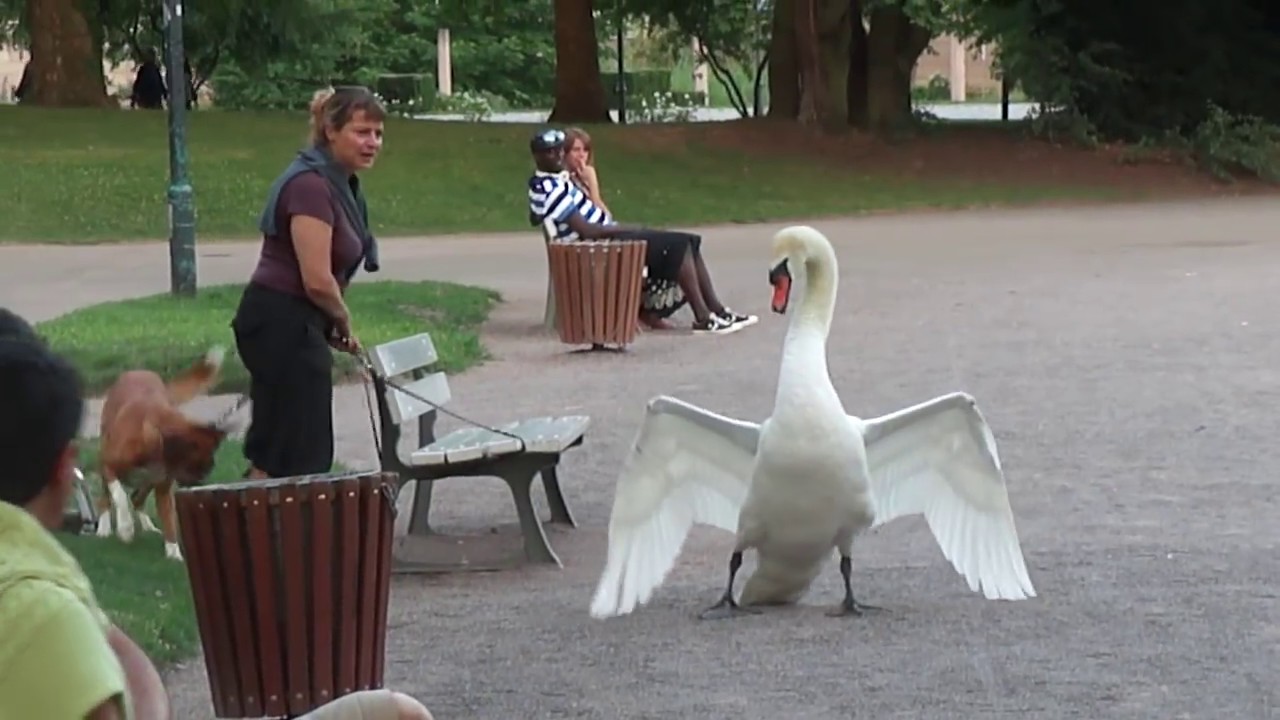 ⁣Dog vs Swan in Strasbourg, France