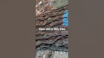 Elder pine tree with wire fence through the center#shorts #nature #forest #privateproperty