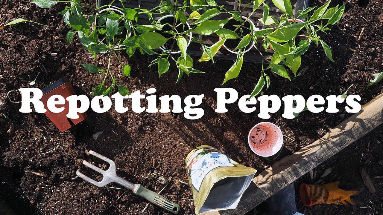 Repotting Peppers YouTube