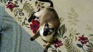 Seal Point Siamese talking