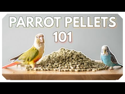 Parrot Pellets 101: What You Need To Know Before You Buy!
