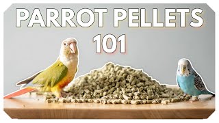 Parrot Pellets 101 What You Need To Know Before You Buy