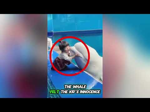 When Innocence Touched the Heart | A Kid and Whale’s Unforgettable Moment