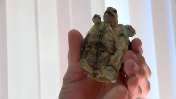 Tiny Virginia tortoise being fitted for 3D printed prosthetics