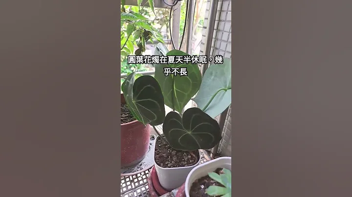 圓葉花燭在夏天會半休眠，靜靜的幾乎不生長，等待秋天 - 天天要聞