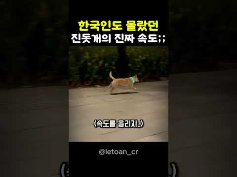 한국인도 몰랐던 진돗개의 진짜 속도;;