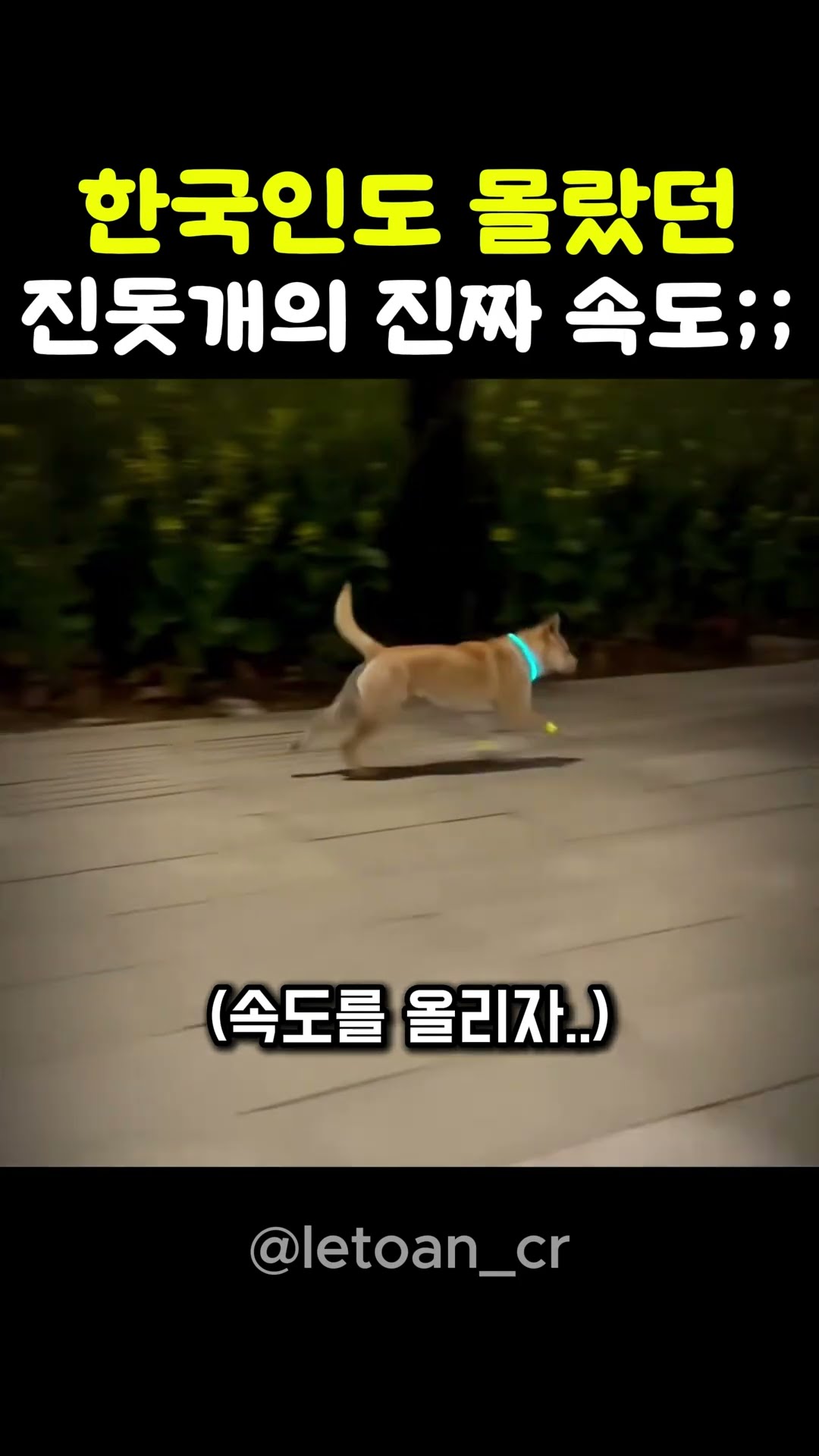 한국인도 몰랐던 진돗개의 진짜 속도;;