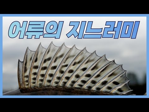 어류의 지느러미