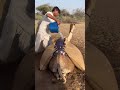 Man Cools Down Camel in Desert Heat