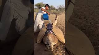 Man Cools Down Camel in Desert Heat