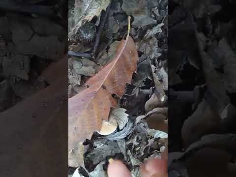 محصولات جنگل شمال در یک نگاه