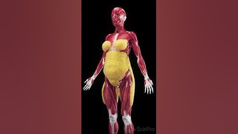 Subcutaneous Fat in Females | 3D Anatomy Animation