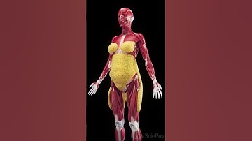 Subcutaneous Fat in Females | 3D Anatomy Animation
