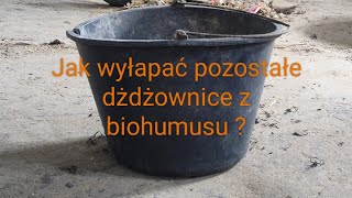 Wybierasz dżdżownice z gotowego biohumusu dużo ich tam jeszcze zostaje jak je łatwo wybrać ?