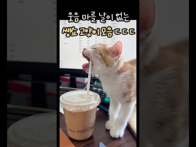 웃음 마를 날이 없는 생쇼 고양이 모음 ㄷ ㄷ