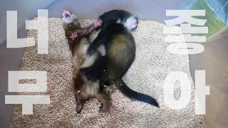 디깅박스를 처음 보고 난리난 페럿들 ㅋㅋㅋ | Ferrets get really excited about their first digging box lol