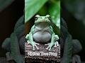 Whites Tree Frog “दुनिया का सबसे आलसी मेंढक! 😴🐸