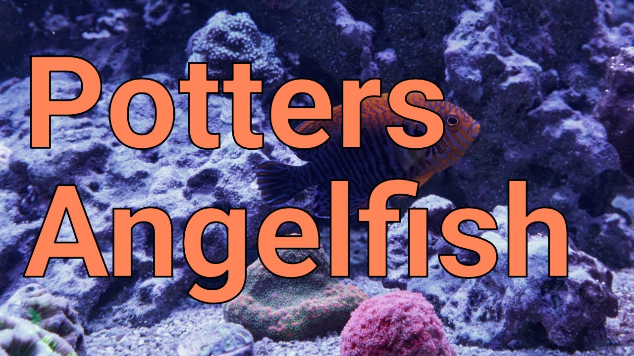 potters angelfish care