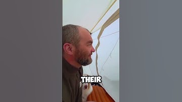 Nyamuk 🦟 Invasi pada Turis (TT/@zhanna2929)