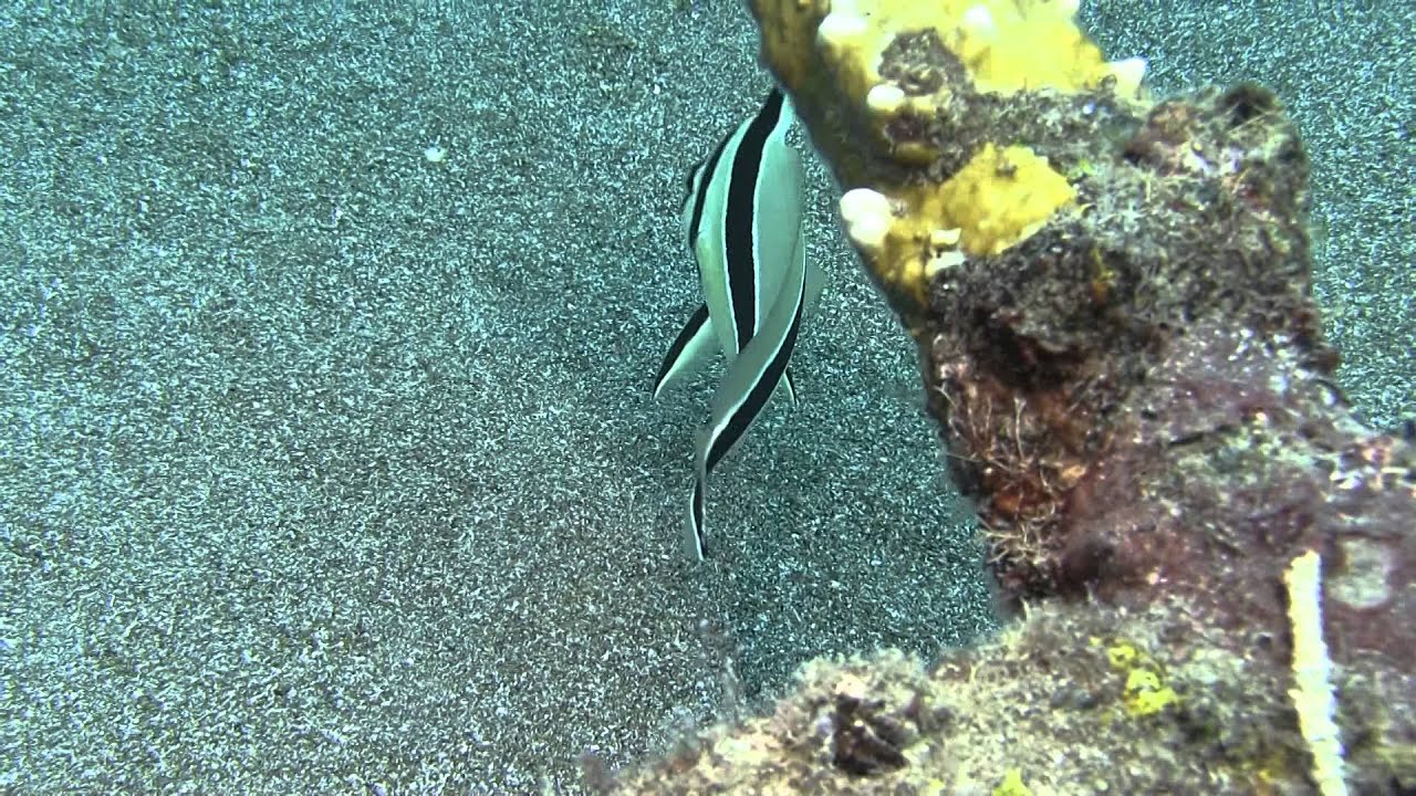 Curacao Scuba Diving Jackknife Fish Go West Diving Huron Scuba 