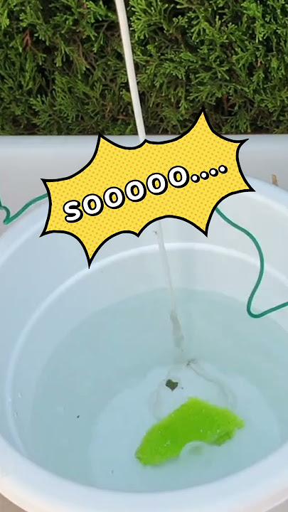⚠️The ONE RISK ⚠️ of using LECA for Orchids | Problem SOLVED 👍🏼 #ninjaorchids #shorts #orchidcare