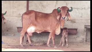 Gir Cow 18 Liter Milk Ready Price 35000