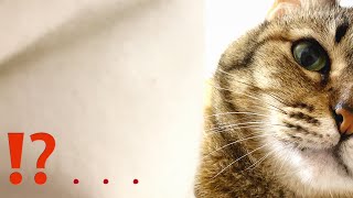 【猫あるある】え…気付いたらガン見してる猫&喋る猫特集