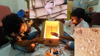 How To Make Home Made Incubator For Birds /Bird's Egg Incubator At The Cheapest Price @ Rs.600 Ever.