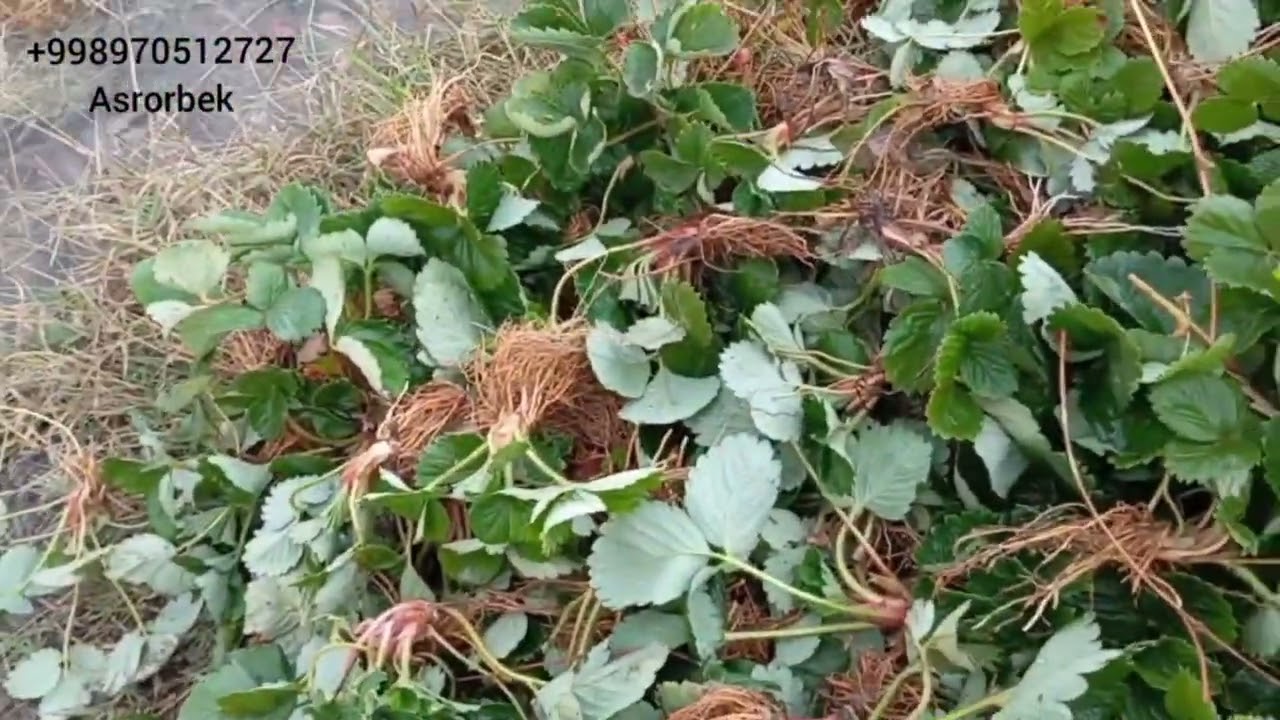 Qulupnay KO'CHAT KILERYA SORTI KAREYIZKI SULHYANG SORDI ALBIYON va ITALYANISKI AZYA SORTI hama ko'rs