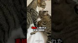 毛繕いに隠された本当の意味
