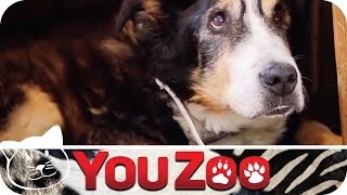 Der älteste Hund der Welt │YouZoo