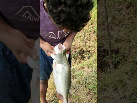 तालाब से मछली कैसे पकड़ी जाती है #shorts #minivlog #fish #vlog