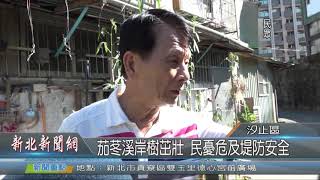 1080910新北新聞網02 新北市汐止區 茄苳溪岸樹茁壯 民憂危及堤防安全