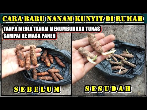 Video: Kunyit: Budidaya Dan Penggunaan