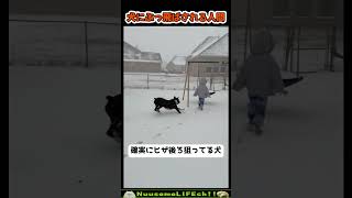 犬に吹っ飛ばされる飼い主たち