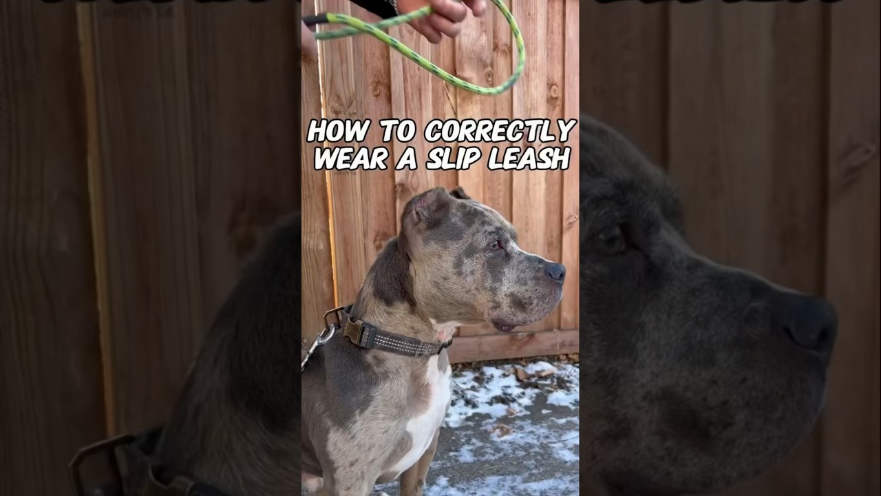 HOW TO: correctly wear a slip leash 🐶 