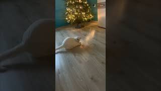Jumping Cat Captured on Camera While Chasing Laser Pointer