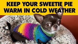 KEEP YOUR CHIHUAHUA WARM IN THE WINTER | Sweetie Pie Pets by Kelly Swift by Sweetie Pie Pets 1,172 views 5 months ago 4 minutes, 10 seconds