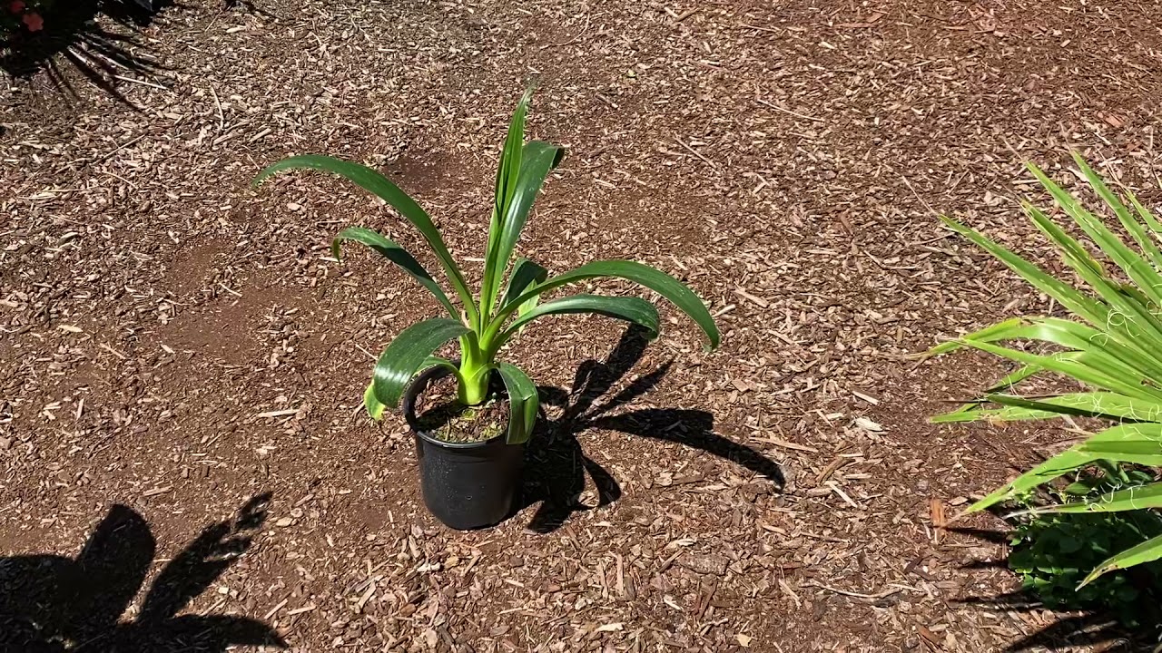 Rare plant Alert - Trunking Beschorneria