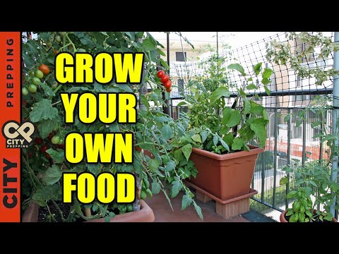 Video: How To Store Vegetables In A City Apartment