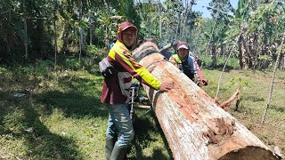 Ojek kayu palang||angkut kayu mahoni super besar||Blitar